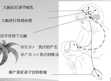 北京正规的月嫂公司